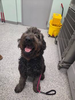 Terrier and Poodle Dogs Available for Adoption in Athens, Tennessee - Thor | PetCurious