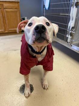 Pit Bull Terrier Dogs Available for Adoption in West Union, Ohio - Polly Pocket *SPONSORED* | PetCurious