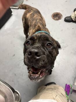 Mastiff Dogs Available for Adoption in Ashland, Virginia - Odin | PetCurious