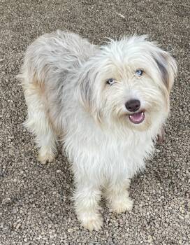 Poodle Dogs Available for Adoption - Cleo | PetCurious