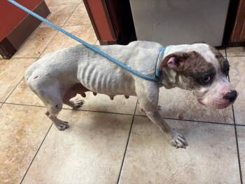 Aqua -  Mixed Breed Dog for Adoption in Cincinnati, Ohio - Aqua | PetCurious