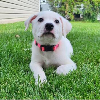 Labrador Retriever and Mixed Breed Dogs Available for Adoption in Shorewood, Illinois - Sophie | PetCurious