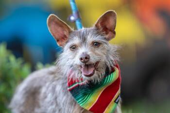 Terrier and Chihuahua Dogs Available for Adoption - Chiquito | PetCurious