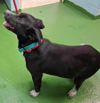 Rescue Black Labrador Retriever Dogs for Adoption in Rustburg, Virginia - McFlurry - At Shelter Available 11/27 | PetCurious