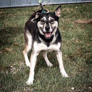 Akita and Mixed Breed Dogs Available for Adoption in Tomah, Wisconsin - Dodger | PetCurious