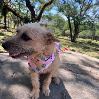 Terrier Dogs Available for Adoption - Zoe | PetCurious