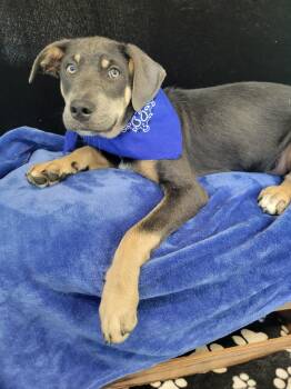 Quade SS -  Retriever Dog for Adoption in South Portland, Maine - Quade SS | PetCurious