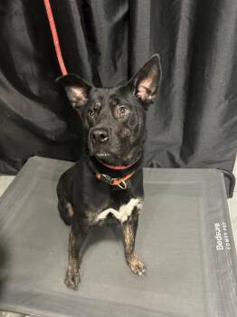 German Shepherd Dog Dogs Available for Adoption in Los Angeles, California - Midnight~ Foster Or Adopt  | PetCurious