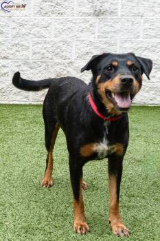Titan -  Mixed Breed Dog for Adoption in Alexandria, Virginia - Titan | PetCurious