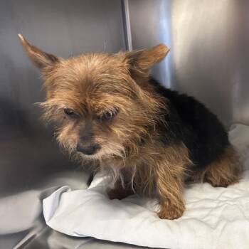 IVHS-Stray-140459 -  Yorkshire Terrier Dog for Adoption in San Gabriel, California - IVHS-Stray-140459 | PetCurious