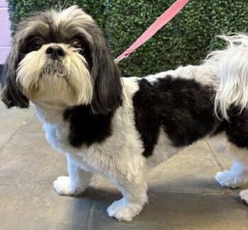 61142559 -  Mixed Breed Dog for Adoption in El Paso, Texas - 61142559 | PetCurious