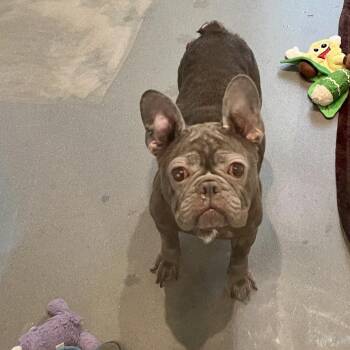 Gertie 9342 -  French Bulldog Dog for Adoption in Loxahatchee Groves, Florida - Gertie 9342 | PetCurious