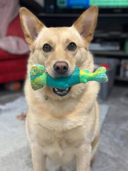 Rescue White German Shepherd Dogs for Adoption in Londonderry, New Hampshire - Vaquita | PetCurious