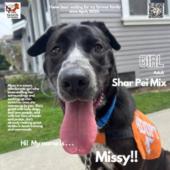 Rescue Black Labrador Retriever Dogs for Adoption in Westminster, California - Missy | PetCurious