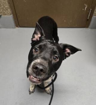 Koda -  Mixed Breed Dog for Adoption in Eugene, Oregon - Koda | PetCurious