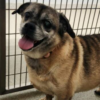 Gargoyle -  Pug Dog for Adoption in New Philadelphia, Ohio - Gargoyle | PetCurious
