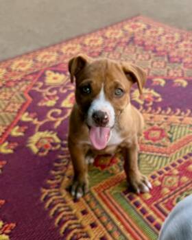 Shepherd Dogs Available for Adoption in Broken Arrow, Oklahoma - Bumble | PetCurious