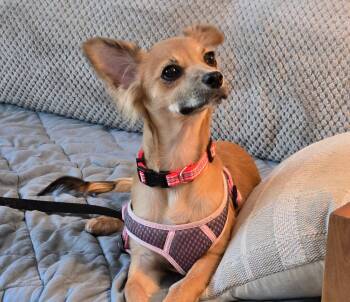 Chihuahua Dogs Available for Adoption in Bradenton, Florida - Cricket | PetCurious