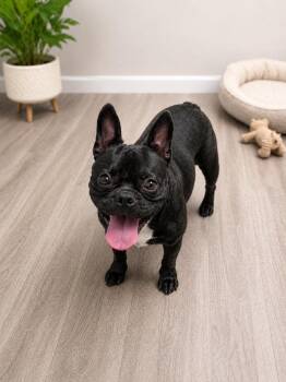 Ellie Kay -  French Bulldog Dog for Adoption in Nashville, Tennessee - Ellie Kay | PetCurious