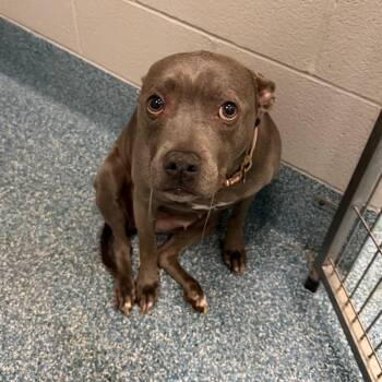 Pit Bull Terrier Dogs Available for Adoption in Greensboro, North Carolina - Trina / Reign | PetCurious