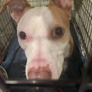 Scooby-Doo -  Mixed Breed Dog for Adoption in Port Charlotte, Florida - Scooby-Doo | PetCurious