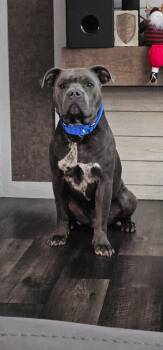 Mack -  Pit Bull Terrier Dog for Adoption in Chatham, Virginia - Mack | PetCurious
