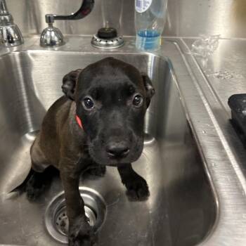 Onion (RED) -  Labrador Retriever and Mixed Breed Dog for Adoption in League City, Texas - Onion (RED) | PetCurious