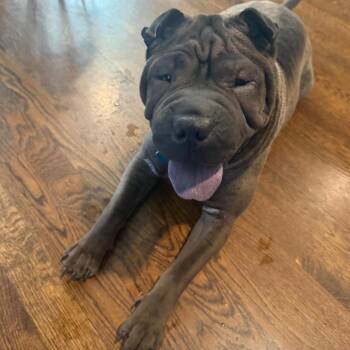 Rescue Shar Pei Dogs for Adoption in Hollywood, Florida - Bon-Bon Bardot | PetCurious