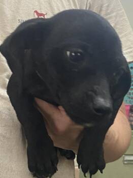 Dachshund Dogs Available for Adoption in Swainsboro, Georgia - Matthew | PetCurious