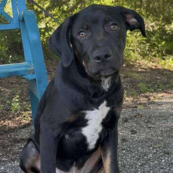 Bobble -  Mixed Breed Dog for Adoption in Riverwoods, Illinois - Bobble | PetCurious