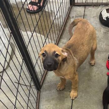 Holly Maurice -  Terrier Dog for Adoption in Parrish, Alabama - Holly Maurice | PetCurious