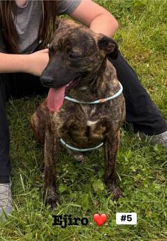 Plott Hound Dogs Available for Adoption in Seth, West Virginia - Ejiro  | PetCurious