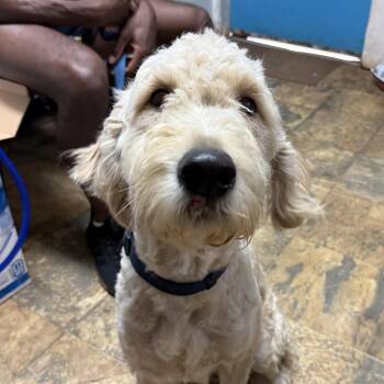 Jasper -  Poodle Dog Available for Adoption in Columbia, South Carolina - Jasper | PetCurious