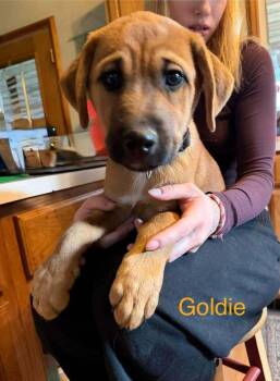 Goldie Bright -  Rottweiler and Great Pyrenees Dog for Adoption in Waunakee, Wisconsin - Goldie Bright | PetCurious