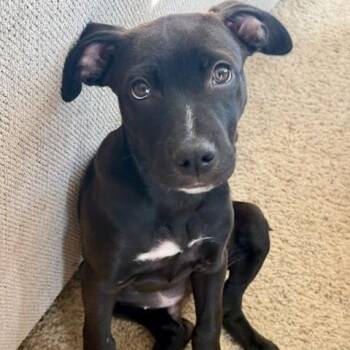 Mixed Breed Dogs Available for Adoption in Fredericksburg, Virginia - Quaroon | PetCurious