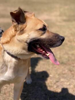 Rescue Shepherd Dogs for Adoption in Brookeville, Maryland - John Paul | PetCurious