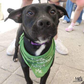 Retriever and Terrier Dogs Available for Adoption in Washington, District Of Columbia - Jayla | PetCurious