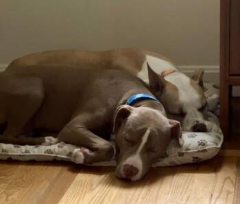 Rescue Pit Bull Terrier Dogs for Adoption in Providence, Rhode Island - Ramsey | PetCurious