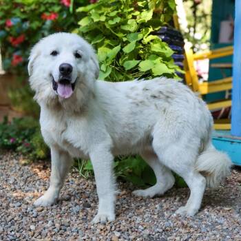 Elliot -  Great Pyrenees Dog for Adoption in Wake Forest, North Carolina - Elliot | PetCurious