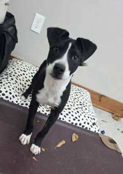 Rescue Pit Bull Terrier Dogs for Adoption in Germantown, Ohio - Mo | PetCurious