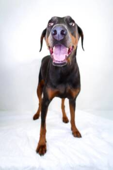 Karma -  Doberman Pinscher Dog for Adoption in Bixby, Oklahoma - Karma | PetCurious
