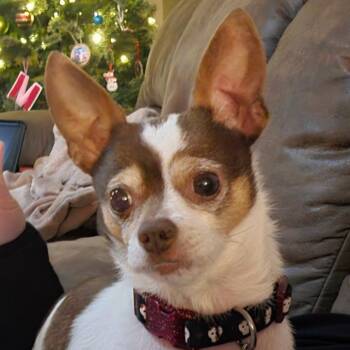 Chihuahua Dogs Available for Adoption - Penny | PetCurious