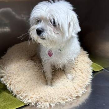 Maltese Dogs Available for Adoption in Warren, New Jersey - Max | PetCurious