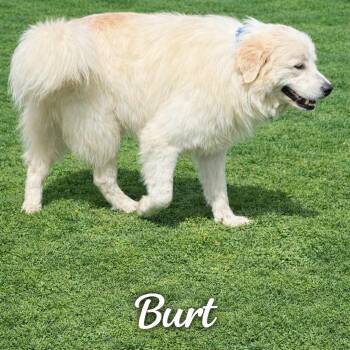 Great Pyrenees Dogs Available for Adoption in Wadena, Minnesota - Burt | PetCurious