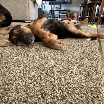 Stuffing -  Mixed Breed Dog for Adoption in Buffalo, Minnesota - Stuffing | PetCurious