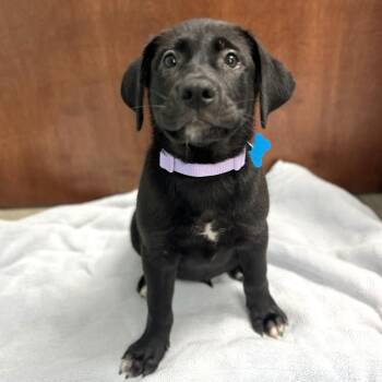Honey Bun -  Mixed Breed Dog for Adoption in State College, Pennsylvania - Honey Bun | PetCurious