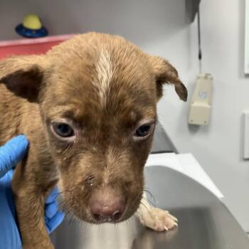 Bulbasaur -  Mixed Breed Dog for Adoption in Greenville, South Carolina - Bulbasaur | PetCurious
