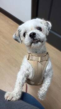 Theo -  Shih Tzu Dog for Adoption in Marlboro Township, New Jersey - Theo | PetCurious