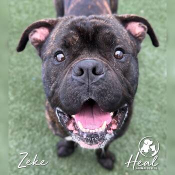 Rescue Boxer and Mixed Breed Dogs for Adoption in Youngwood, Pennsylvania - Zeke | PetCurious