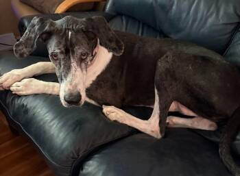 Macy - BONDED PAIR -  Great Dane Dog for Adoption in Larkspur, Colorado - Macy - BONDED PAIR | PetCurious